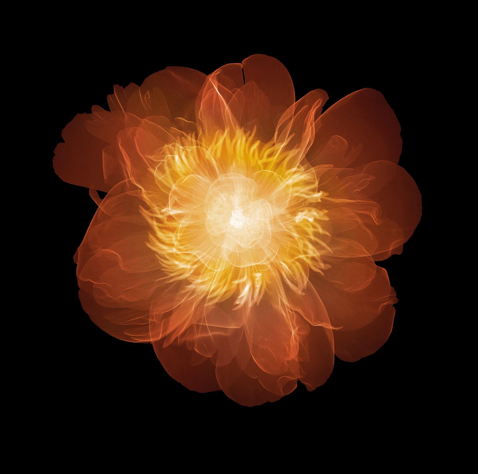 Peony (Above)