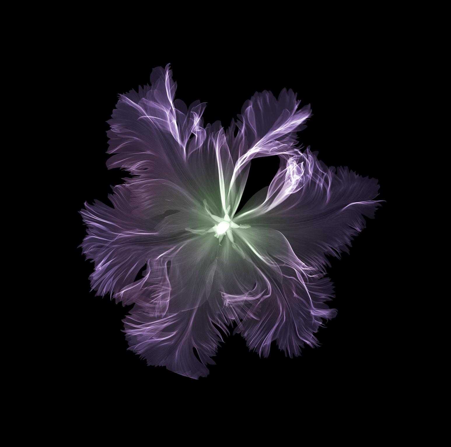 Parrot Tulip