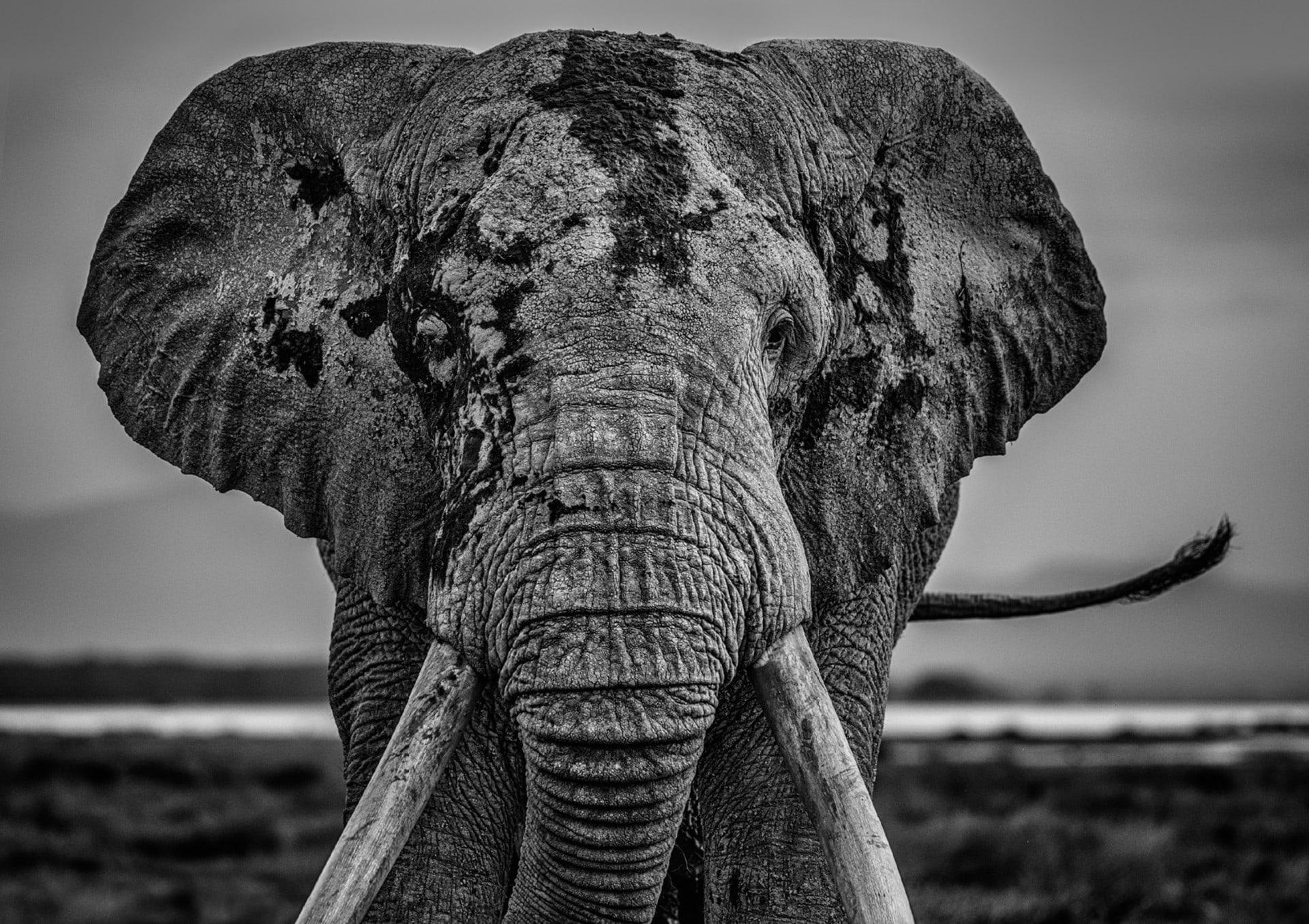 DAVID YARROW WILDLIFE PHOTOGRAPHY