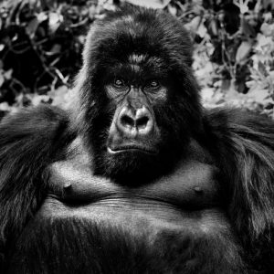 David Yarrow