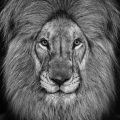 David Yarrow