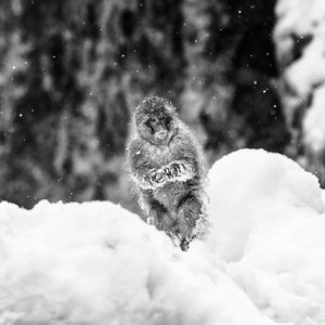 David Yarrow