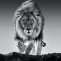 David Yarrow