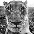 David Yarrow