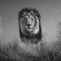 David Yarrow
