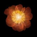 Nick Veasey