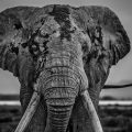 David Yarrow