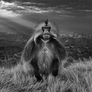 David Yarrow