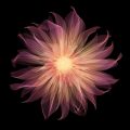 Nick Veasey