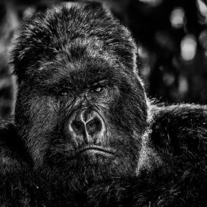 David Yarrow