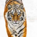 David Yarrow