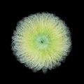 Nick Veasey