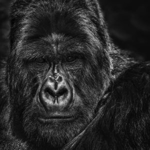 David Yarrow