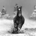 David Yarrow