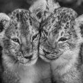 David Yarrow