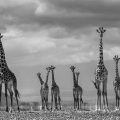 David Yarrow