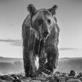 David Yarrow