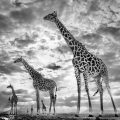 David Yarrow