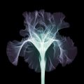 Nick Veasey