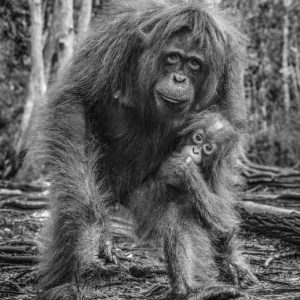 David Yarrow