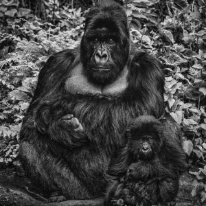 David Yarrow