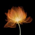 Nick Veasey