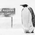 David Yarrow