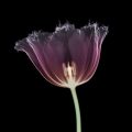 Nick Veasey