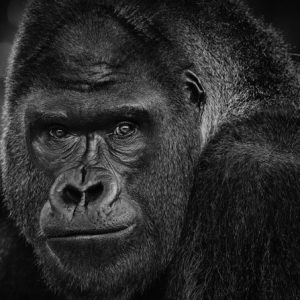David Yarrow