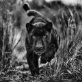 David Yarrow