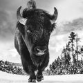 David Yarrow